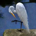 Balance | Plumas Tropicales